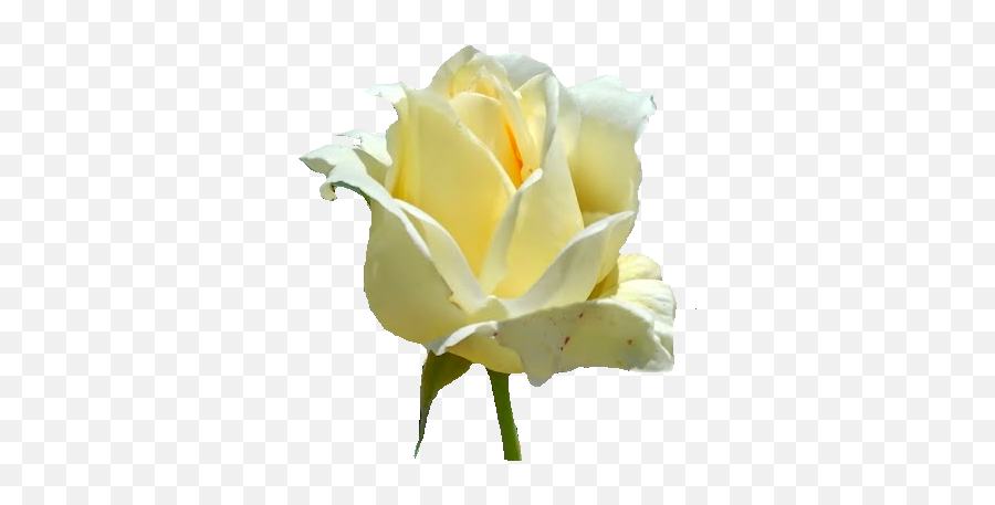 Free White Rose Flower Isolated Photo Download - Fresh Emoji,White Rose Emoji