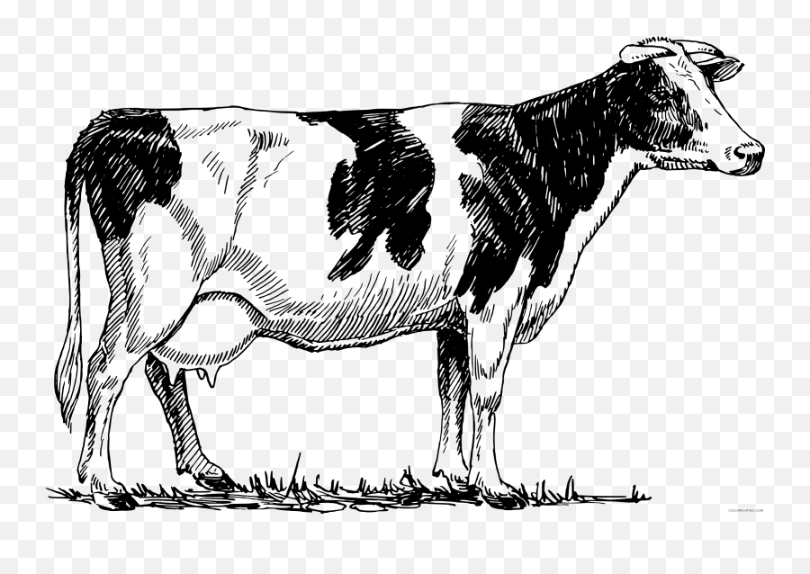 Cow Coloring Pages Holstein Cow - Cow Drawing Png Emoji,Cow And Man Emoji