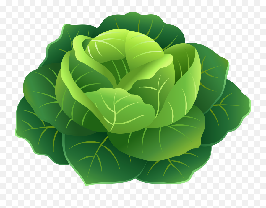 Cabbage Png Files Clipart Art - Cabbage Clipart Emoji,Cabbage Emoji