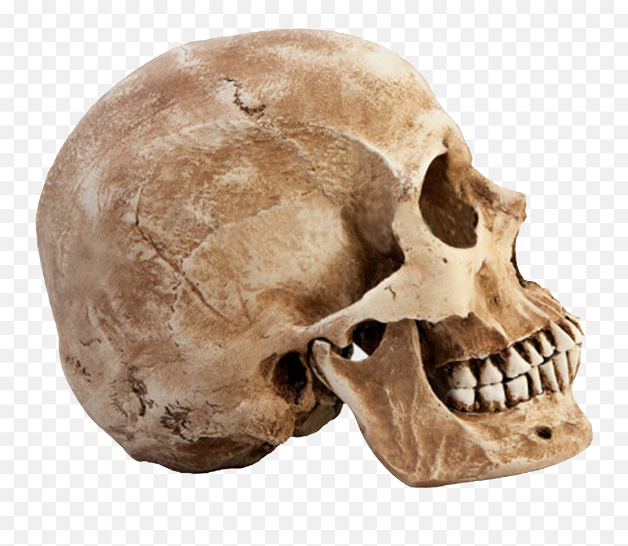 Skull Head Transparent Png Clipart - Side Of Skull Png Emoji,Man And Skull Emoji
