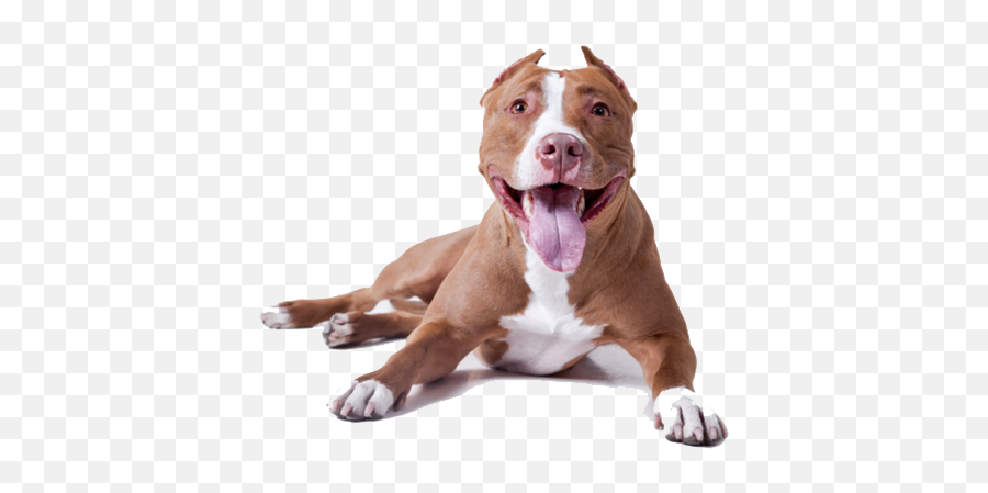 Pitbull Dog Head Transparent Png - Pit Bull Terrier Png Emoji,Pitbull Emoji