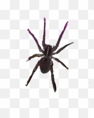 spider - Sticker by Patricia Matthews Wolf Spider Emoji