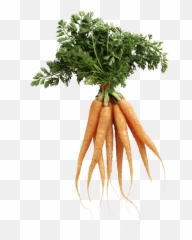 Carrot Png And Vectors For Free - Collagen In Food Emoji,Carrot Emoji