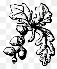 Acorn - Acorn Drawing Png Emoji,Acorn Emoji