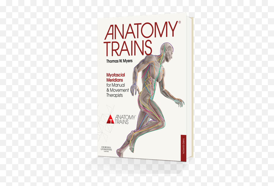 Whole - Body Fascial And Myofascial Linkage About Anatomy Trains Anatomy Trains In Motion Emoji,Muscles Emoji
