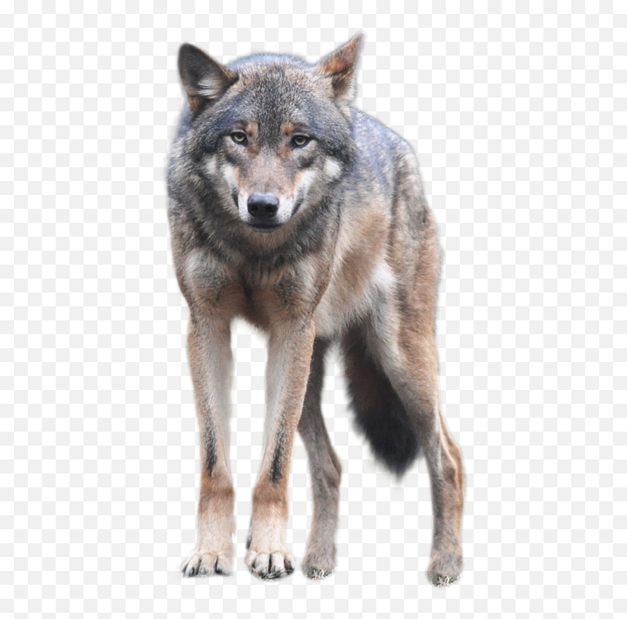 Edit - Wolf Png Emoji,Coyote Emoji