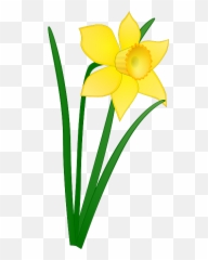 Daffodil - Daffodil Flowers Leaves Emoji,Daffodil Emoji - free ...