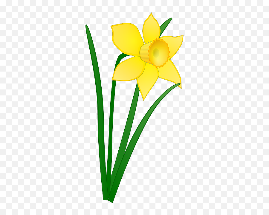 Daffodil Yellow Flower Floral - Daffodil Clipart Emoji,Daffodil Emoji