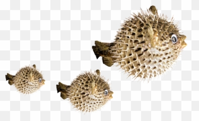 Puffer Fish Freetoedit - Pufferfish Png Emoji,Pufferfish Emoji