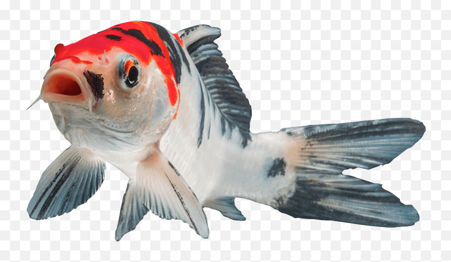 Koi Fish Koifish - Sticker By Franzi Bird Emoji,Koi Emoji