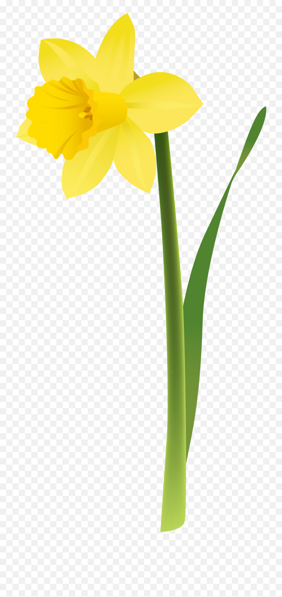 Daffodil Vector Animated Transparent - Png Emoji,Daffodil Emoji