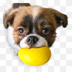 Squeaky Emoji Dog Toy - Companion