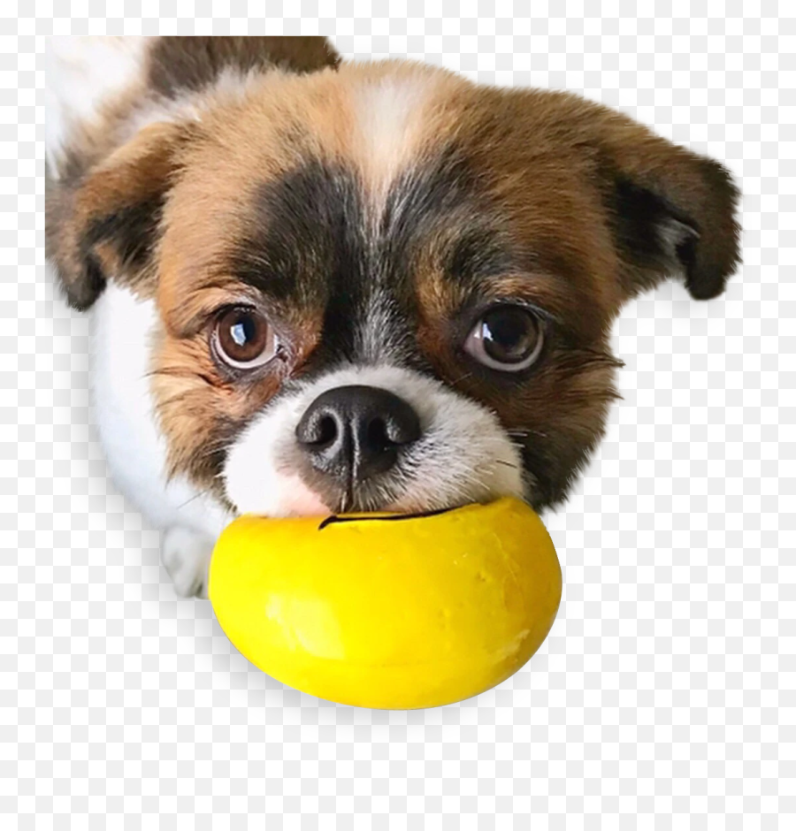 Squeaky Emoji Dog Toy - Companion Dog,Dog Emojis