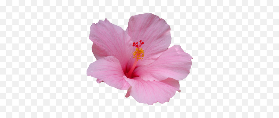 Picture - Pink Hibiscus Flower Png Emoji,Hawaiian Flower Emoji