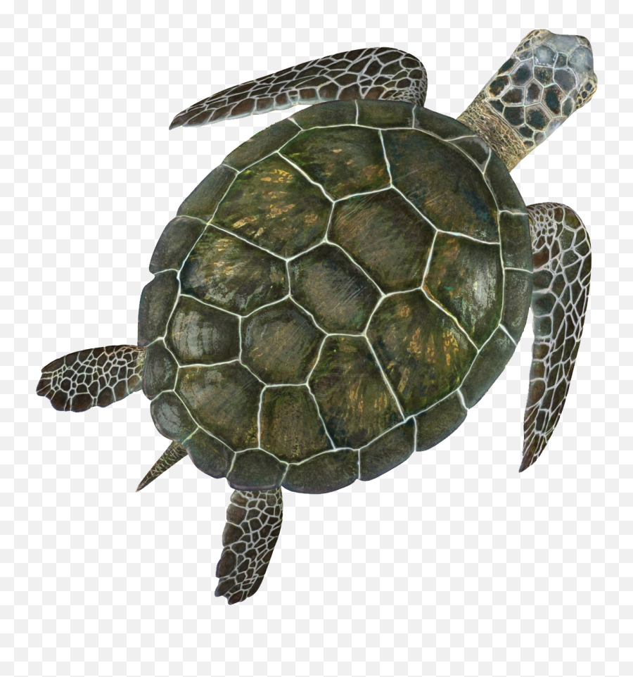 Turtle Png - Transparent Background Turtle Png Emoji,Animal Emojis Meaning