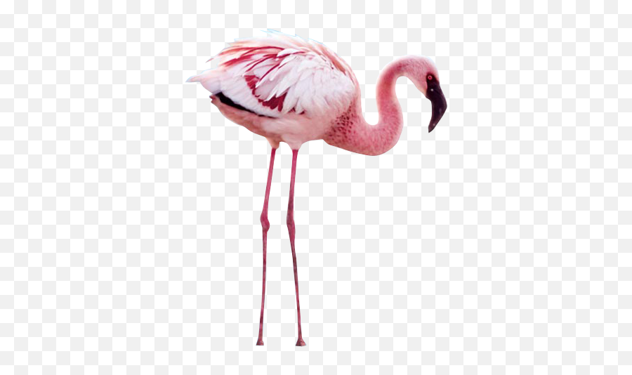 Flamingo Psd Official Psds - Wing Mystery Of The Flamingos Emoji,Flamingo Emoji