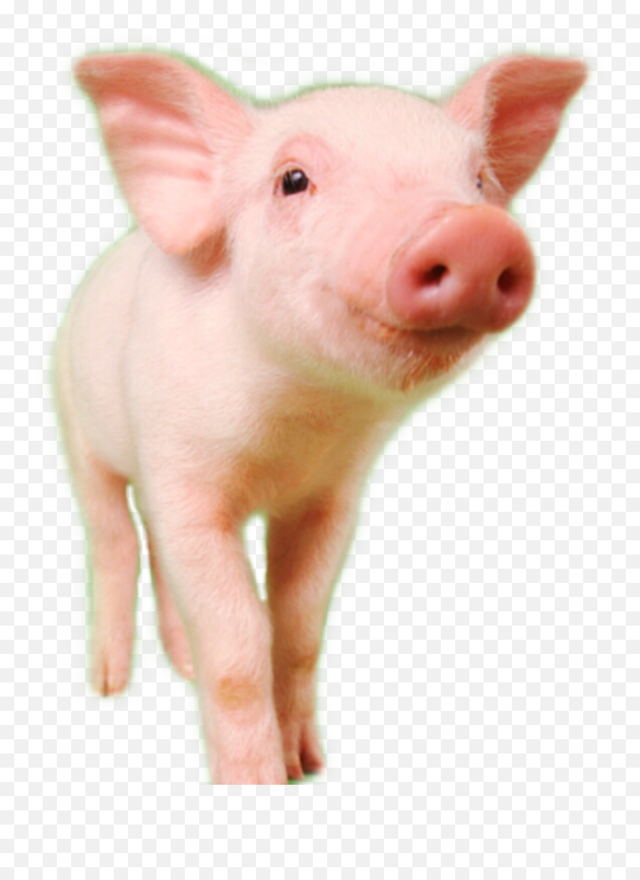 Pig Stickers - Pig Emoji,Piglet Emoticon