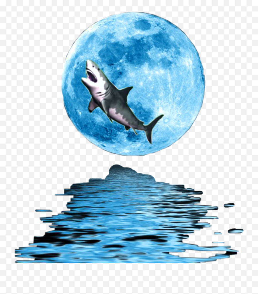 Sharkmoonlight Moonlight Shark Moon - Png Aesthetic Transparent Moon Emoji,Fish Moon Emoji
