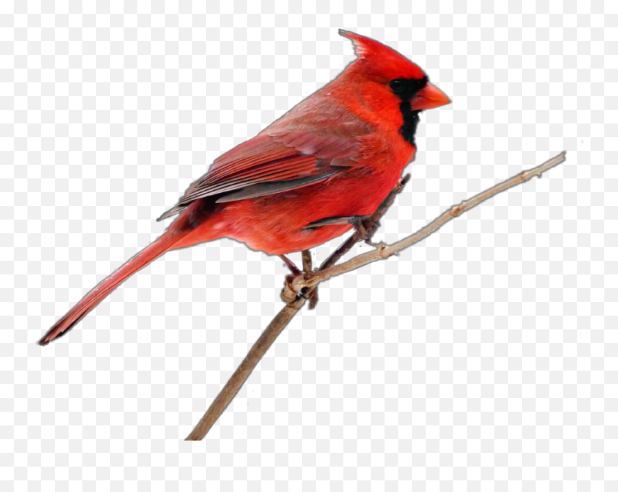 Cardinal Bird - Northern Cardinal Emoji,Cardinal Emoji
