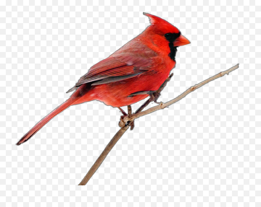 cardinal emoji for iphone