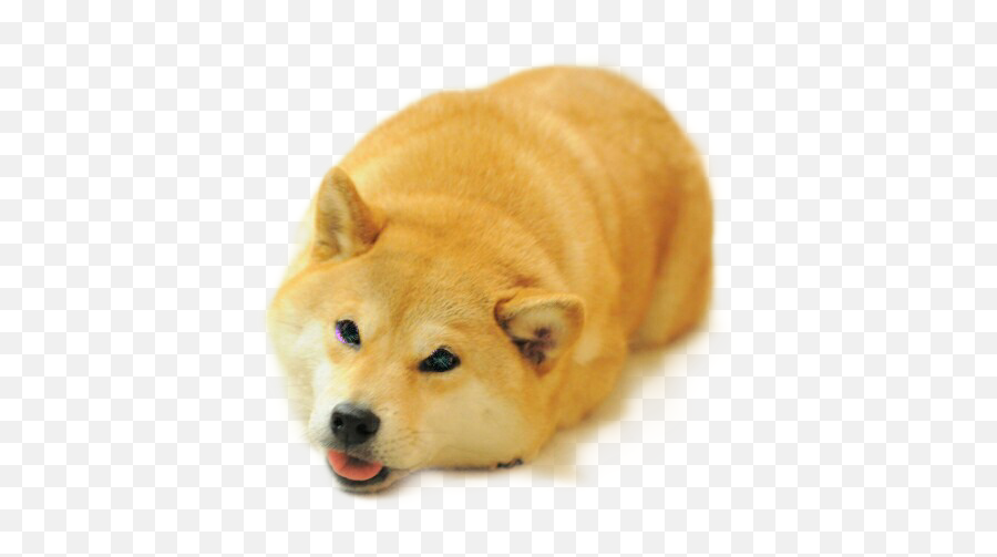 Doge Meme Oldmeme - Transparent Shiba Inu Face Emoji,Doge Emoji