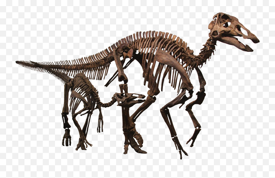 Edmontosaurus - Edmontosaurus Skeleton Emoji,Brontosaurus Emoji