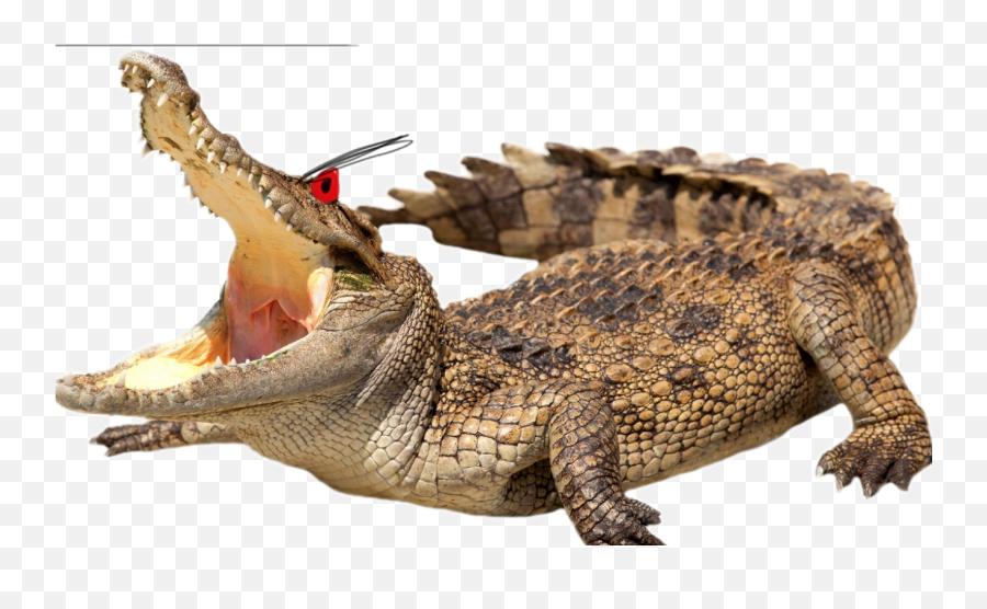 Categorycandidates For Deletion Baldiu0027s Basics Fanon Wiki - Alligator Stock Emoji,Alligator Emoji