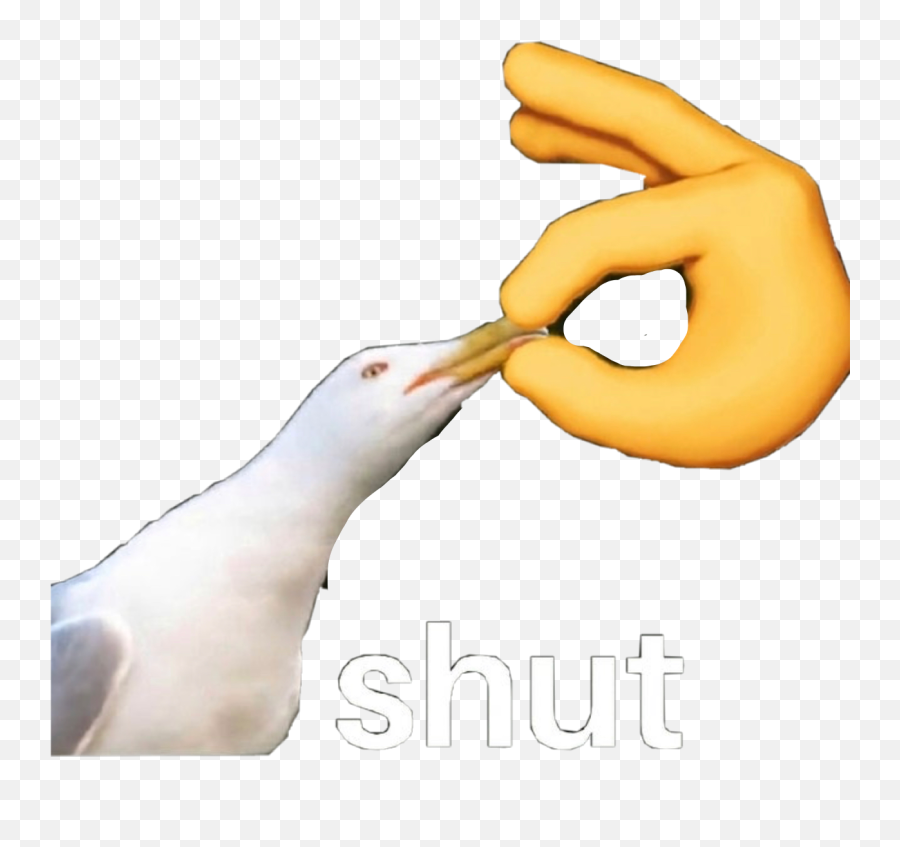 Shutup Seagull Shut Sticker - Shut Seagull Png Emoji,Shut Up Emoji
