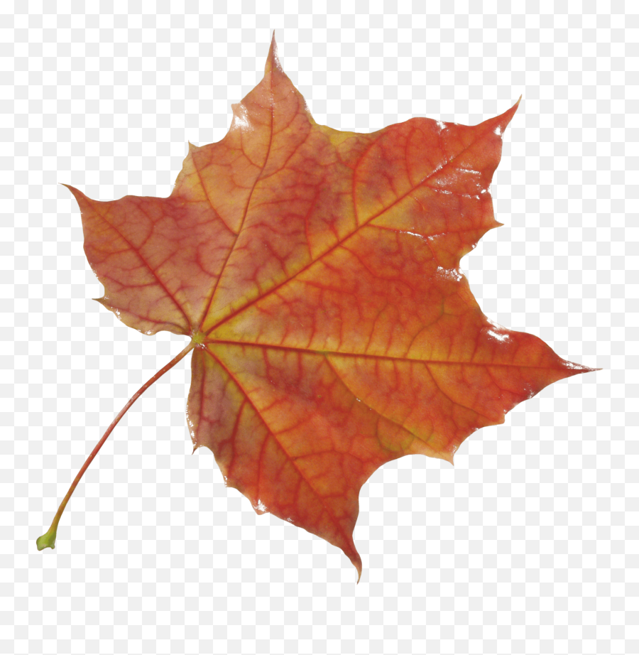 Autumn Png Transparent Autumn Emoji,Leaves Emoji
