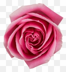 Top Vampire Flower Stickers for Android u0026 iOS Gfycat - Blooming Rose Gif Png Emoji
