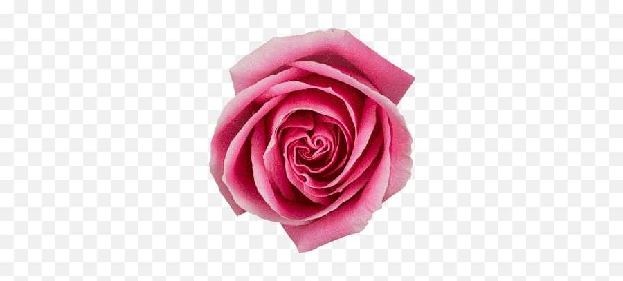 Top Vampire Flower Stickers For Android U0026 Ios Gfycat - Blooming Rose Gif Png Emoji,Vampire Emoji Android