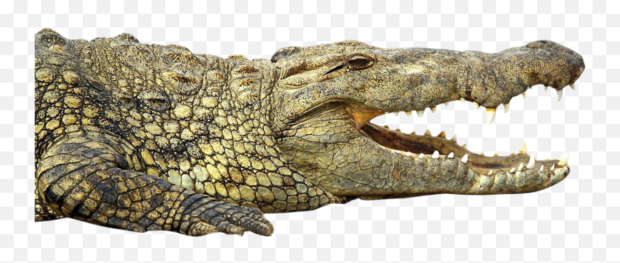 Download Transparent Alligator Mouth Clipart - Nile Transparent Nile Crocodile Png Emoji,Alligator Emoticon