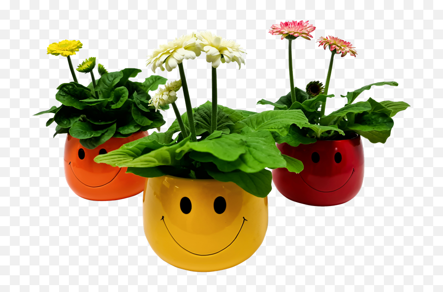 90mm Gerbera In Smile Ceramic - Gerbera Jamesonii Flowerpot Emoji,Roses Emoticon