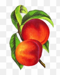 Peach Clip Art 4 - Vintage Peach Clipart Emoji,Peaches Emoji