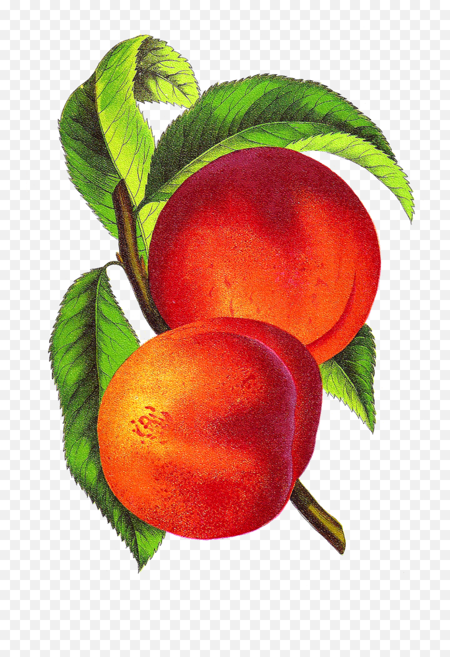 Peach Clip Art 4 - Vintage Peach Clipart Emoji,Peaches Emoji