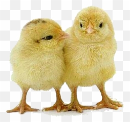 Chick Png Transparent Chick - Transparent Baby Chick Png Emoji,Chick Emoji