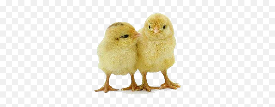 Chick Png Transparent Chick - Transparent Baby Chick Png Emoji,Chick Emoji
