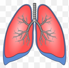 Lungs Heart Transparent Png - Human Clipart Emoji