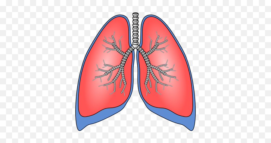 Lungs Heart Lung Transparent Png - Human Lungs Clipart Emoji,Lung Emoji