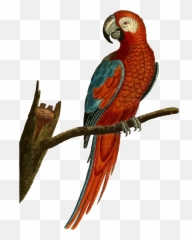 Deep Red Parrot Illustration By - Vintage Emoji