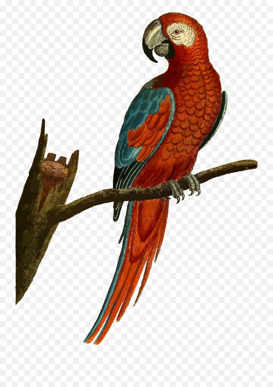 Deep Red Parrot Illustration By - Vintage Parrot Illustration Emoji,Parakeet Emoji