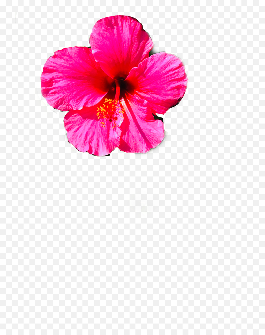 Flower Hibiscus Flowers Pink Summer - Hawaiian Hibiscus Emoji,Hibiscus Emoji