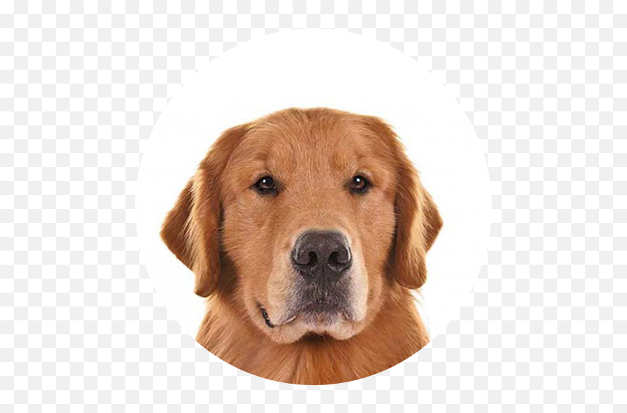 Golden Retriever Dog Wallpaper On Google Play Reviews Stats - Solid Emoji,Golden Retriever Emoji