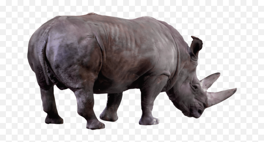 Rhino Freetoedit Animalfreetoedit - Badak Png Emoji,Rhino Emoji