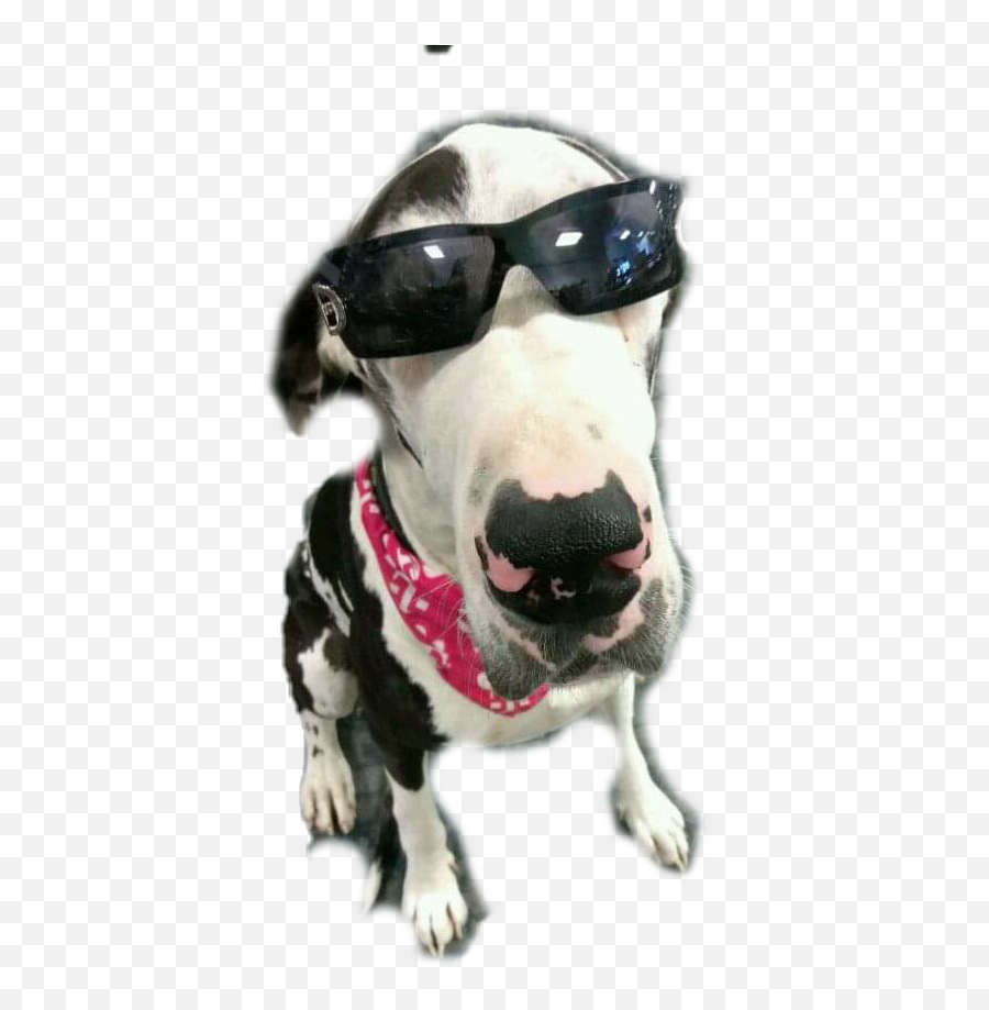 Dog Greatdane Servicedog Love Funny - Bull Terrier Emoji,Samsung Sunglasses Emoji