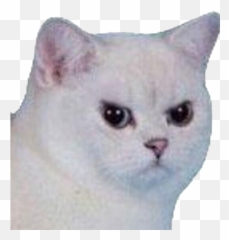 Cat Meme Png Picture - Face Emoji