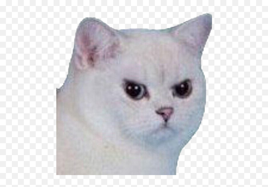 Cat Meme Png Picture - Cat Meme Face Png Emoji,Angry Cat Face Emoji
