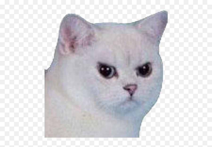 Emoji cat face angry 1199183 PNG