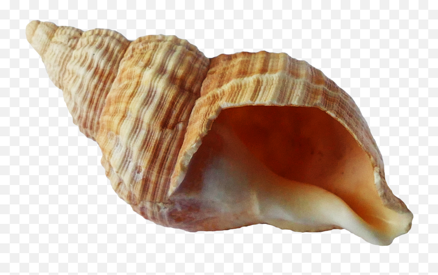 Free Transparent Sea Shells Download - Transparent Background Sea Shell Png Emoji,Conch Shell Emoji