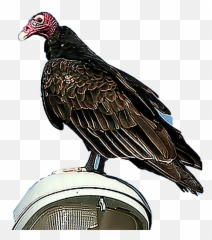 turkey animal Sticker by Rhowel - Turkey Vulture Emoji